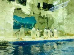 -华夏文旅海洋公园