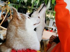 -Husky Go! 哈士奇体验馆·宠物咖啡厅狗咖