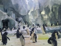 -帝企鹅自助餐厅•儿童岛•真企鹅(长隆企鹅酒店)