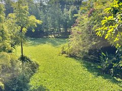 -南宁良凤江国家森林公园