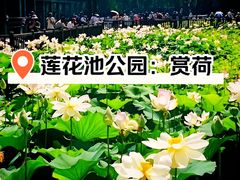 -莲花池公园
