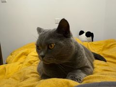 -瑞派康怡24h宠物医院·犬猫医疗中心·微创绝育(瑞景分院)