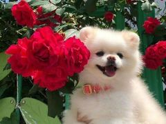 -麦当劳(杭州文三路店)