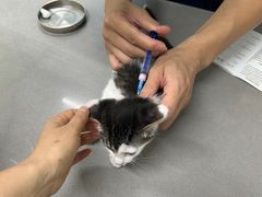 -爱侣宠医·鹦鹉专科·小型哺乳类·异宠专科(灵石路店)