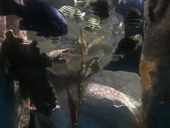 -悉尼海洋生物水族馆