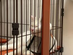 -创凡宠物医院·骨专科  猫科中心(西乡分院)