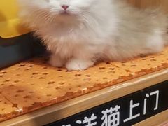 -欣宠猫屋·矮脚拿破仑·蓝金金渐层