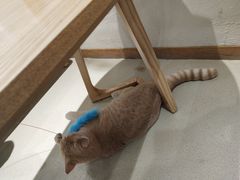 -藏猫猫咖啡主题馆(中央大道店)