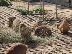 -合肥野生动物园