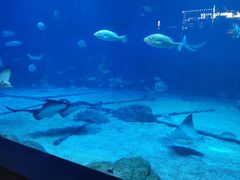 -烟台海昌鲸鲨海洋公园