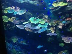 -暹罗海洋世界