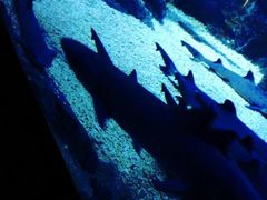 -烟台海昌鲸鲨海洋公园