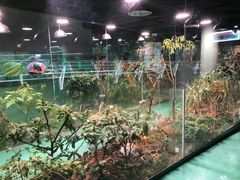 -上海大自然野生昆虫馆(东方明珠·爬宠昆虫探索中心)