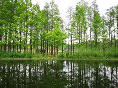 -上海共青森林公园