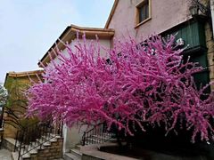 -北京张裕爱斐堡酒庄