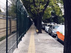 -三里屯东五街银杏大道