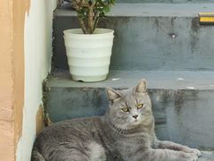 -猫岛主趣味餐厅(鼓浪屿店)