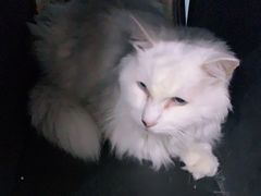 -纳吉亚猫专科动物医院·北北分院