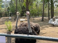 -大连森林动物园