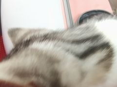 -宠福鑫康馨动物医院·骨科·眼科