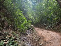 -西双版纳原始森林公园