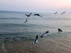 -海云台海滩