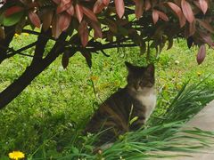 -艾贝尔宠物医院·狂犬免疫点(江山金象城店)