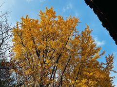 -龙华素斋(龙华路店)