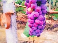 -武汉紫薇都市田园