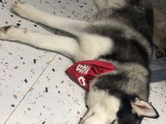 -Husky Go!哈士奇体验馆·宠物咖啡厅狗咖