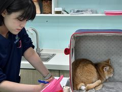 -北京观赏动物医院·24小时大型综合·猫专科·异宠专科