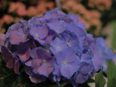 -循礼门鲜花花市(武汉循礼门店)