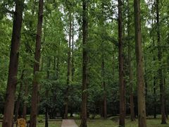 -东平国家森林公园