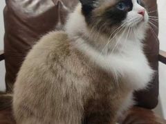 -佐罗家宠物馆·猫文化馆(紫霞路店)