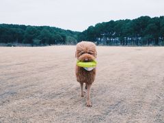 -柏萃动物医院·骨科·牙科