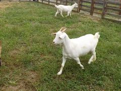 -前小桔亲子创意农场·草莓采摘·露营烧烤