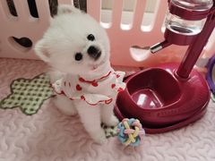 -翊宠yipet猫狗购宠庄园犬舍•猫舍