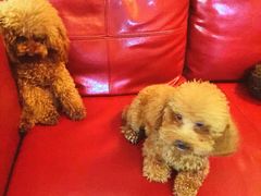 百好乐比萨-百好乐宠物友好餐厅(朝外大街店)