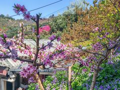 -桃源山庄·水蜜桃采摘·柴火鸡·烧烤团建(龙泉山店)