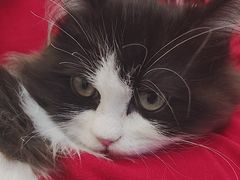 -瑞派·关忠动物医院·猫专科·犬专科(三环新城店)