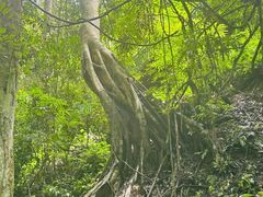 -西双版纳原始森林公园
