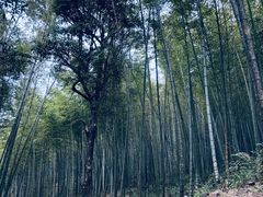 -广州市石门国家森林公园