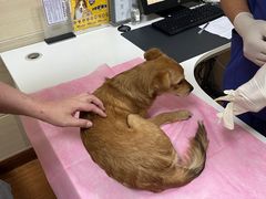 -北京观赏动物医院·24小时大型综合·猫专科·异宠专科