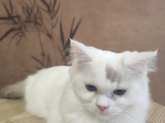 -楼上猫咖(罗湖店)