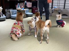 -逗柴咖啡屋·狗咖猫咖宠物桌游