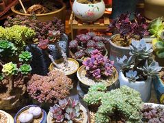 -万商花鸟市场