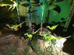 点击看大图 -恐龙探索乐园(磁器口店)