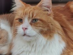 -喵园·猫主题咖啡厅·撸猫·猫咖(国贸店)