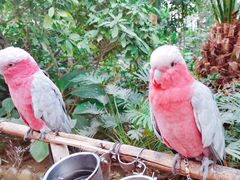 -南宫五洲植物乐园