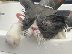 -FAELING PETS美天灵宠物(富力广场店)